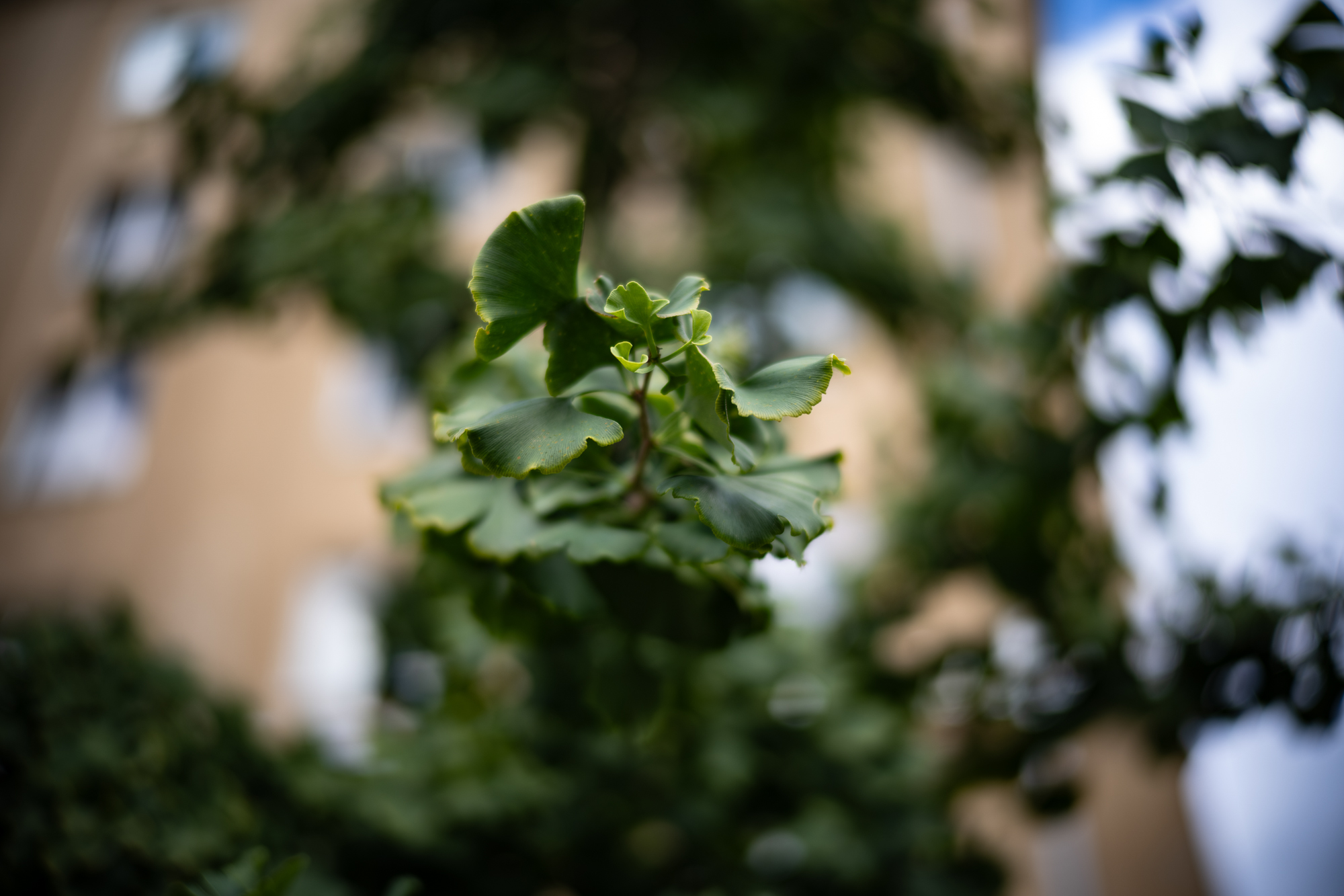 Obiektyw Voigtlander Nokton II 50 mm f/1,2 do Leica M